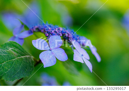 雨季繡球花盛開的多葉花 133295017