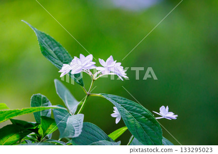 雨季繡球花盛開的多葉花 133295023