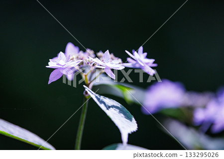 雨季繡球花盛開的多葉花 133295026