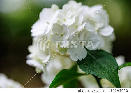 雨季繡球花盛開的多葉花 雨季繡球花盛開的多葉花 133295030