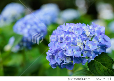 Many-leaf flowers blooming in the rainy season Hydrangea Many-leaf flowers blooming in the rainy season Hydrangea 133295041