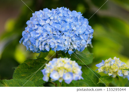 雨季繡球花盛開的多葉花 133295044