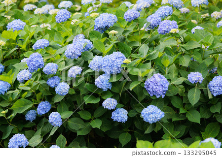 雨季繡球花盛開的多葉花 133295045