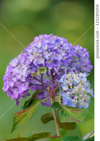 Many-leaf flowers blooming in the rainy season Hydrangea Many-leaf flowers blooming in the rainy season Hydrangea 133295059
