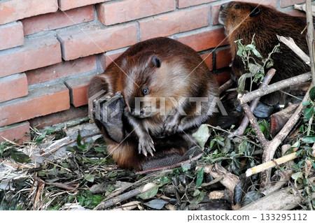 American beaver scratching its head with its paw① 133295112