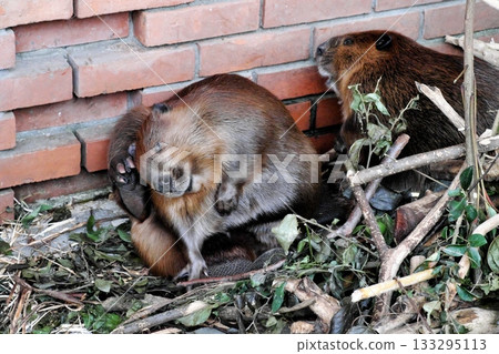 美洲海狸用爪子搔頭② 美洲海狸用爪子搔頭② 133295113