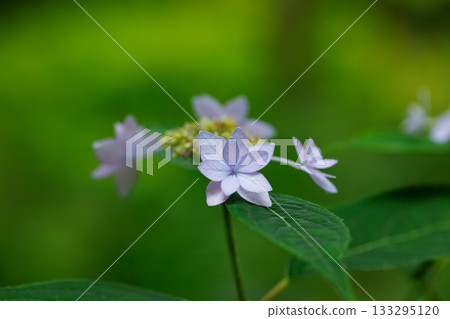 Many-leaf flowers blooming in the rainy season Hydrangea Many-leaf flowers blooming in the rainy season Hydrangea 133295120