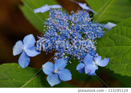 Many-leaf flowers blooming in the rainy season Hydrangea Many-leaf flowers blooming in the rainy season Hydrangea 133295129