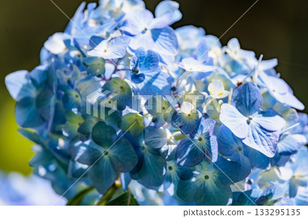 雨季繡球花盛開的多葉花 133295135