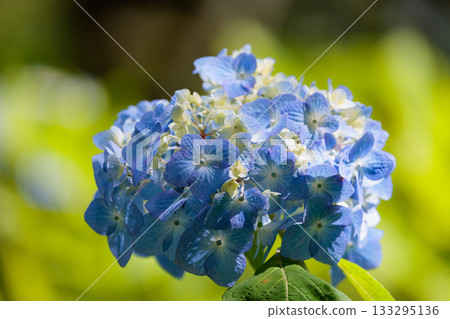 雨季繡球花盛開的多葉花 雨季繡球花盛開的多葉花 133295136