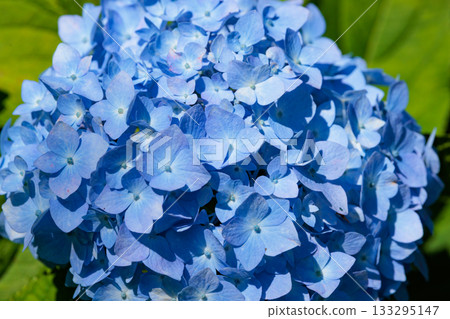 Many-leaf flowers blooming in the rainy season Hydrangea 133295147