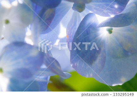 雨季繡球花盛開的多葉花 雨季繡球花盛開的多葉花 133295149
