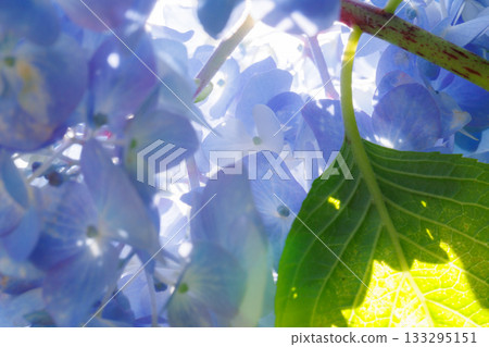 雨季繡球花盛開的多葉花 雨季繡球花盛開的多葉花 133295151