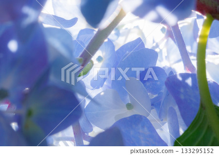 Many-leaf flowers blooming in the rainy season Hydrangea 133295152