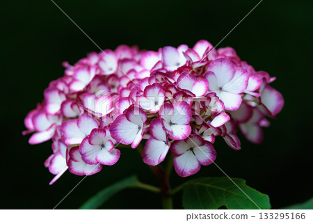 雨季繡球花盛開的多葉花 133295166