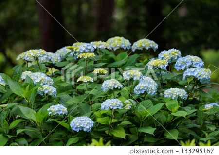 雨季繡球花盛開的多葉花 雨季繡球花盛開的多葉花 133295167