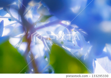 Many-leaf flowers blooming in the rainy season Hydrangea Many-leaf flowers blooming in the rainy season Hydrangea 133295330