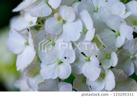 Many-leaf flowers blooming in the rainy season Hydrangea 133295331