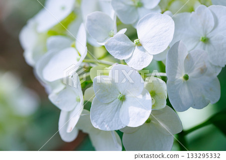 雨季繡球花盛開的多葉花 雨季繡球花盛開的多葉花 133295332