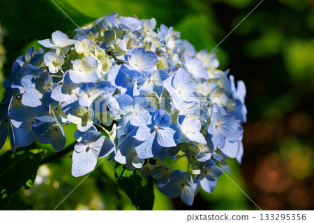 Many-leaf flowers blooming in the rainy season Hydrangea 133295356