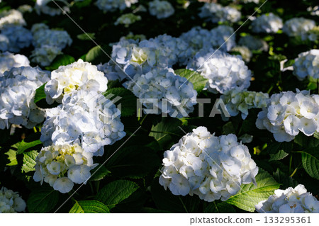 Many-leaf flowers blooming in the rainy season Hydrangea Many-leaf flowers blooming in the rainy season Hydrangea 133295361
