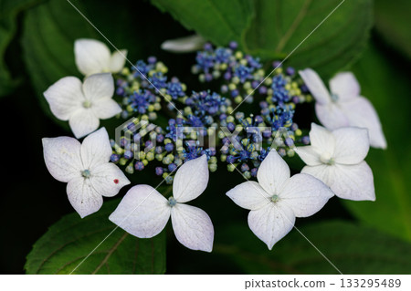 Many-leaf flowers blooming in the rainy season Hydrangea Many-leaf flowers blooming in the rainy season Hydrangea 133295489