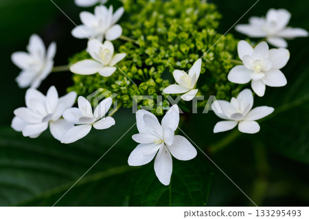 雨季繡球花盛開的多葉花 雨季繡球花盛開的多葉花 133295493