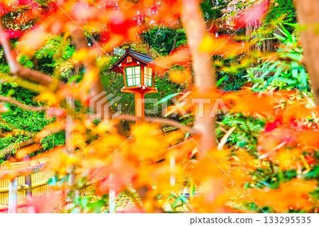 Autumn leaves of Todoroki Fudoson 133295535