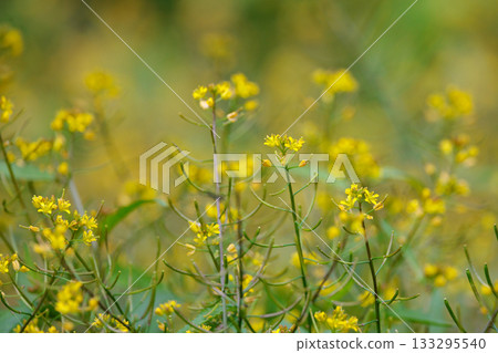Perennial Rorippa indica that can be seen all year round on roadsides and vacant lots all over Japan Perennial Rorippa indica that can be seen all year round on roadsides and vacant lots all over Japan 133295540