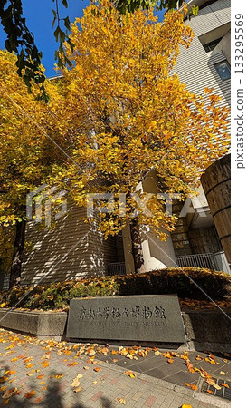 京都大學博物館與銀杏樹 133295569