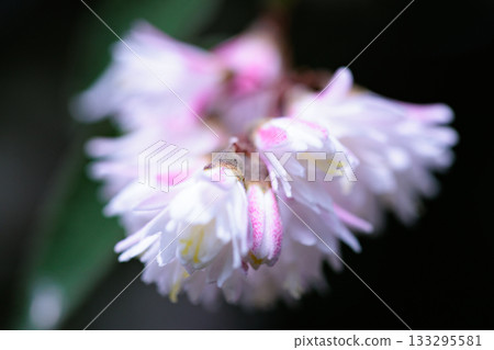 Deutzias are trees with pretty flowers, named for the hollow in their trunks. Deutzias are trees with pretty flowers, named for the hollow in their trunks. 133295581