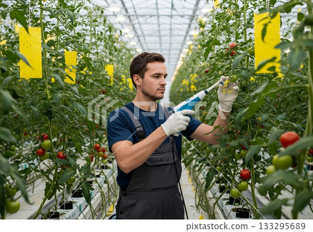 In a greenhouse, a farmer meticulously pollinates tomato plants, utilizing modern technology to enhance the yield of ripe, flavorful tomatoes 133295689