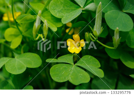 Oxalis mistaken for a lucky four-leaf clover 133295776