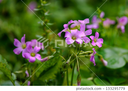 Oxalis mistaken for a lucky four-leaf clover 133295779