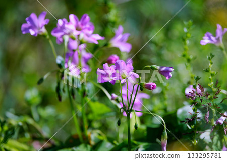 Oxalis 被誤認為是幸運的四葉草 133295781