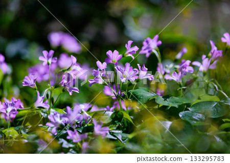 Oxalis 被誤認為是幸運的四葉草 133295783