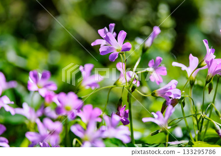 Oxalis mistaken for a lucky four-leaf clover 133295786