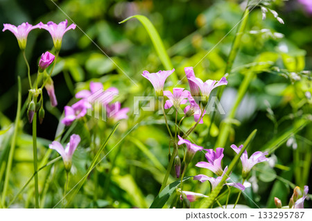 Oxalis 被誤認為是幸運的四葉草 133295787
