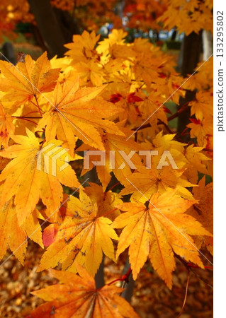 Yellow maple leaves 133295802