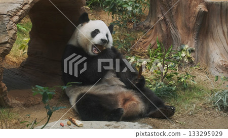 Cute giant panda bear eating bamboo 133295929
