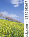 Spring scenery of rapeseed flower fields, rows of cherry blossom trees and blue sky (vertical composition) 133295967