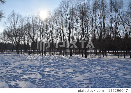 A watery sun shines through trees with fresh snow on the ground at the Unit 731 prison camp A watery sun shines through trees with fresh snow on the ground at the Unit 731 prison camp 133296047
