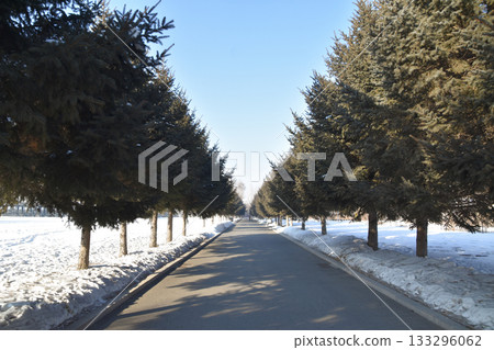 A tree-lined road with snow on the side in the grounds of the Unit 731 prison  camp 133296062