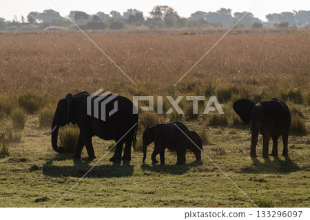 African Elephant in Chobe National Park 133296097