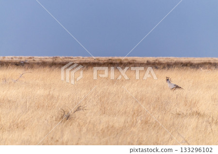 Secretary bird in Etosha Secretary bird in Etosha 133296102