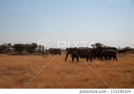 A herd of African Elephants in Etosha A herd of African Elephants in Etosha 133296104