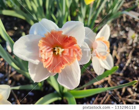 Blooming flower daffodil variety Riot with white and orange red petals with stamens and drops of morning dew growing in ground in garden meadow, sunny spring day. 133296118