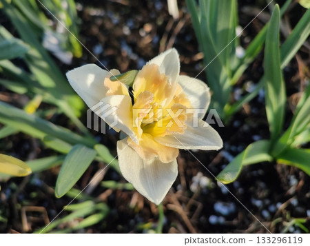 Narcissus Casanova. Blooming daffodil flower with white orange petals on green stem growing in black soil on sunny spring day. Selection breeding of flowers. Agricultural farming and gardening Narcissus Casanova. Blooming daffodil flower with white orange petals on green stem growing in black soil on sunny spring day. Selection breeding of flowers. Agricultural farming and gardening 133296119