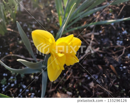 Yellow small daffodil. Blooming daffodil flower with yellow petals in inflorescence and green leaves growing in black soil on sunny spring morning. Flower bed. Selection breeding varietal flowers Yellow small daffodil. Blooming daffodil flower with yellow petals in inflorescence and green leaves growing in black soil on sunny spring morning. Flower bed. Selection breeding varietal flowers 133296126