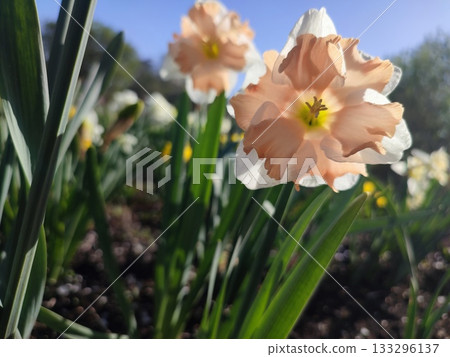 Blossoming flower of narcissus variety Edinburgh close-up. Beautiful daffodils flower with white and pink petals in inflorescence on green stem growing in ground on sunny spring day with blue sky 133296137